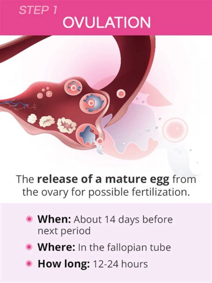 When does implantation take place?