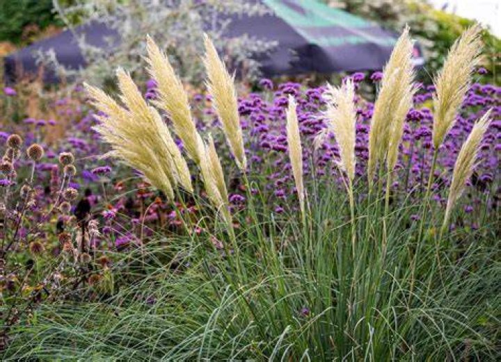 When does pampas grass bloom?