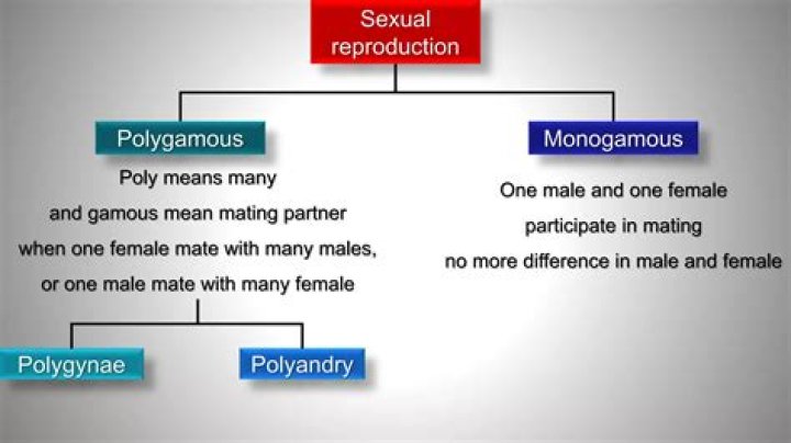 When does polygamous mean?