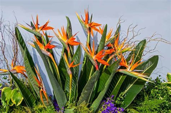 When does strelitzia flower?