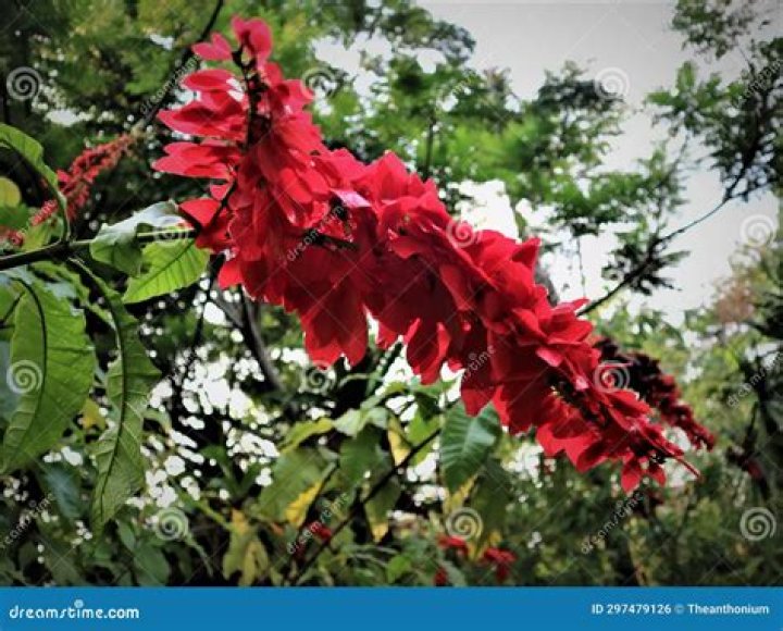 When does the chaconia flower bloom?