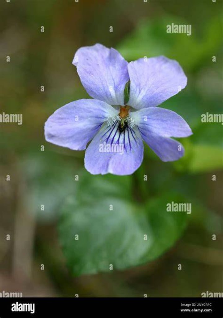 When does viola riviniana flower?