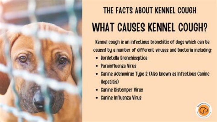 When kennel cough is dangerous?