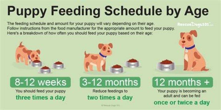 When should a puppy be desexed?