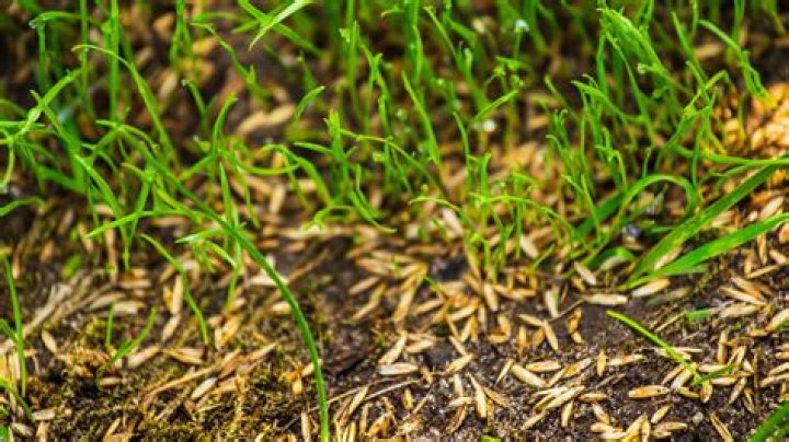 When should i overseed in the fall?