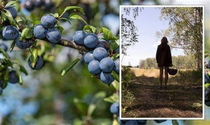 When should you pick sloe berries?