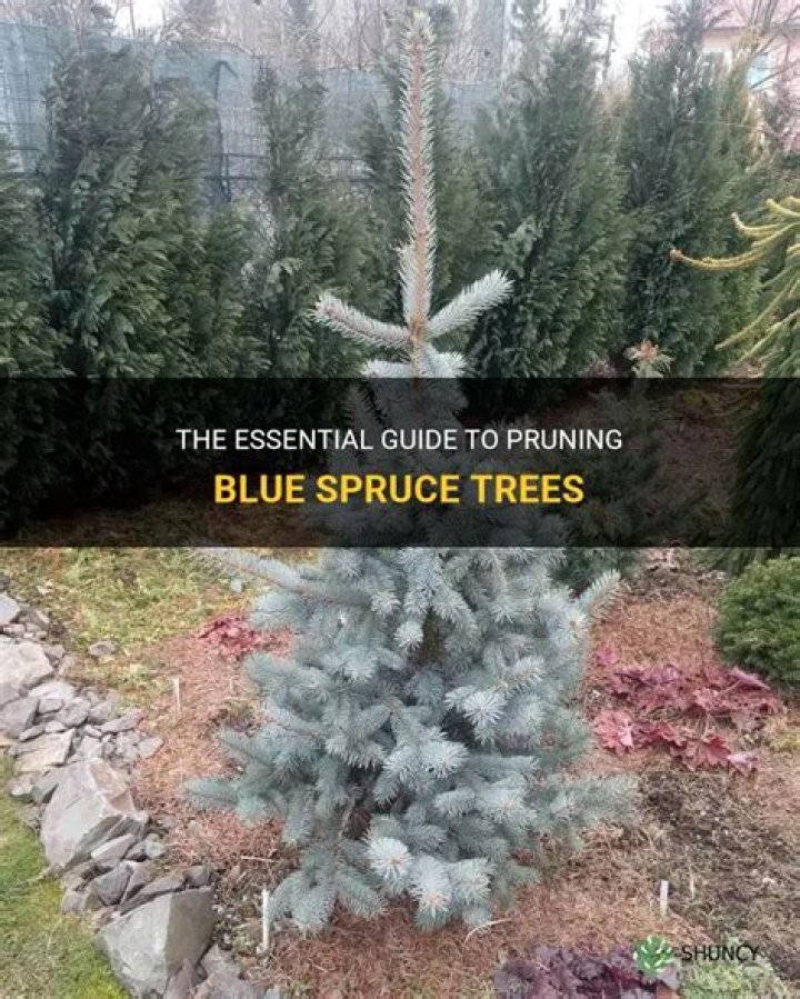 When should you prune blue spruce?