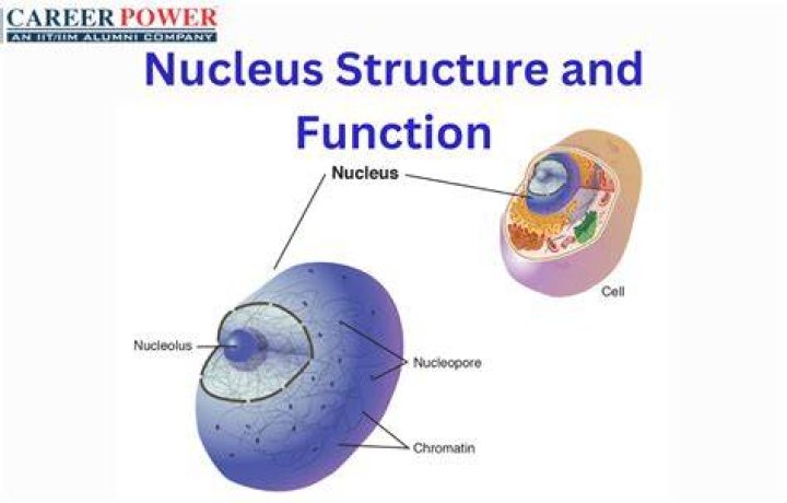 When structure and function?