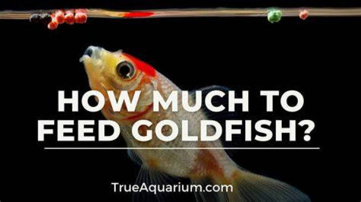 When to feed goldfishes?