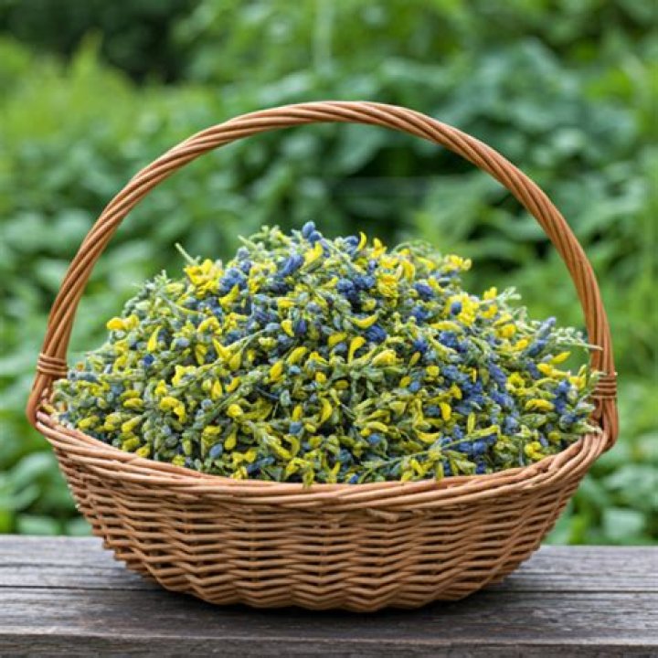 When to harvest woad?