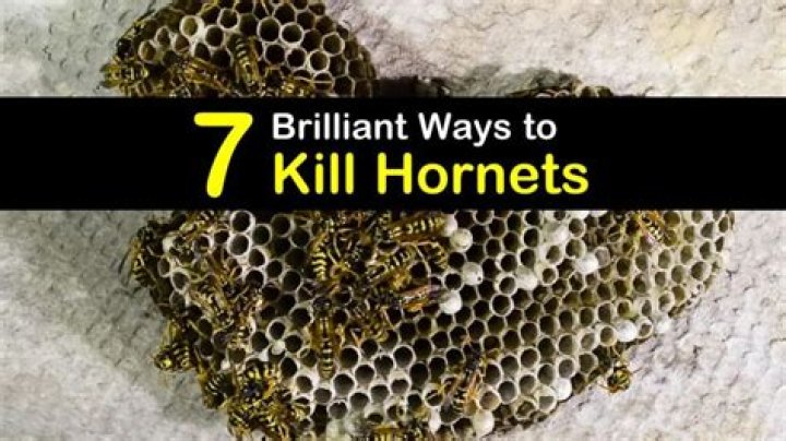 When to kill hornets?