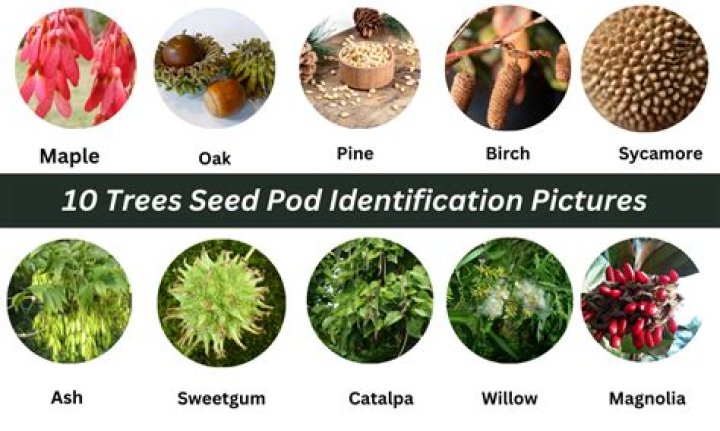 When to pick seed pods?
