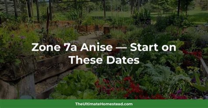 When to plant anise?
