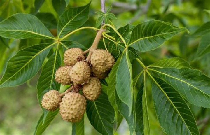 When to plant buckeyes?