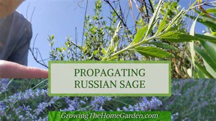 When to propagate russian sage?
