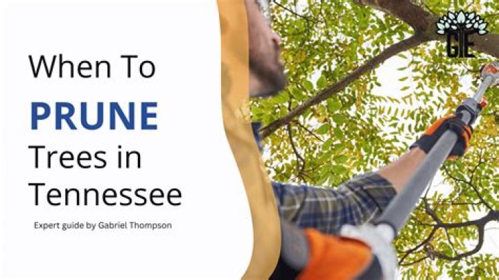 When to prune cheesewood?