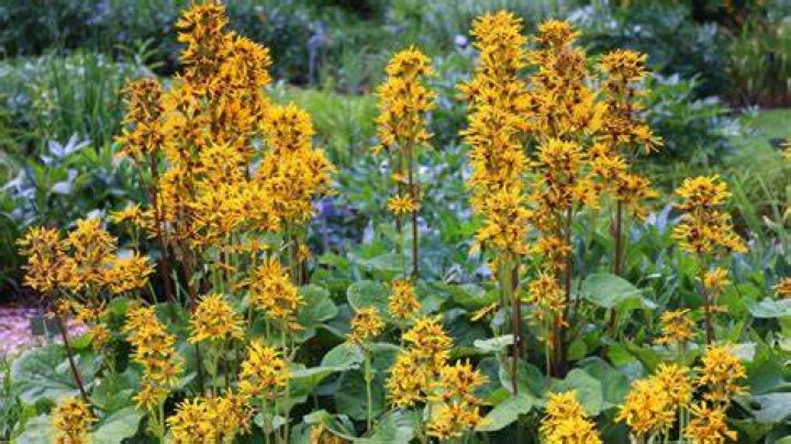 When to prune ligularia?