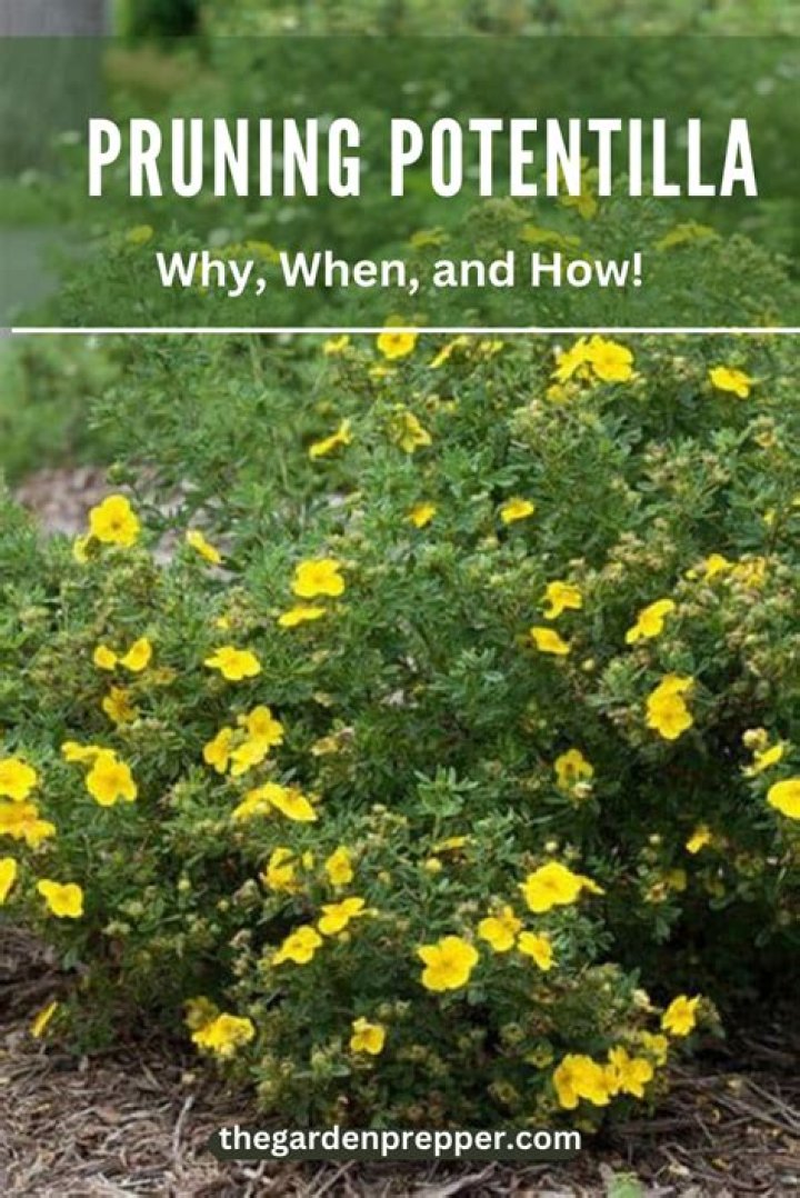 When to prune potentilla?
