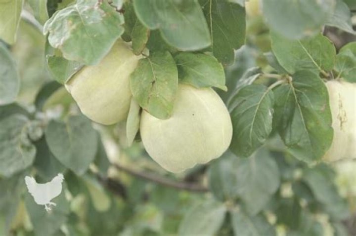 When to prune quince?