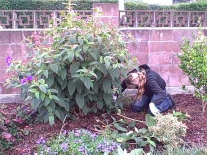 When to prune tibouchina?