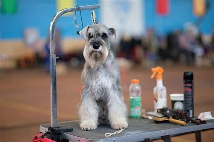 When were schnauzers invented?