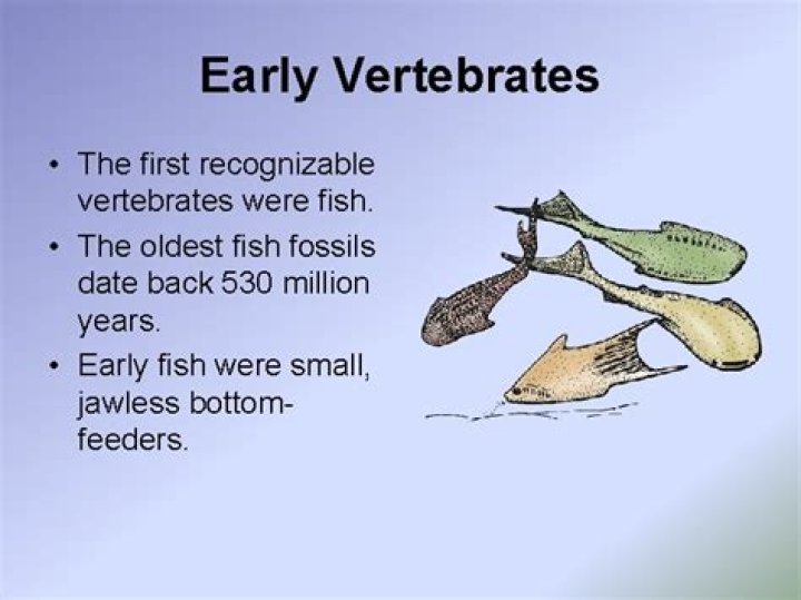 When were the first vertebrates?