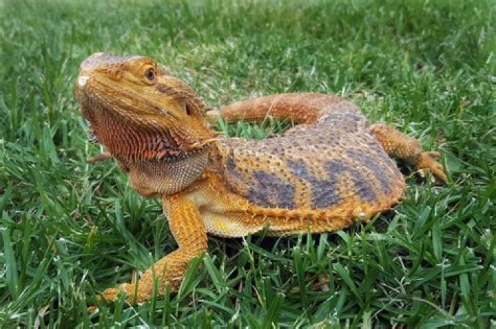 Where are bearded dragons from?