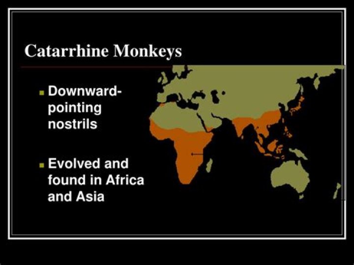 Where are catarrhines found?