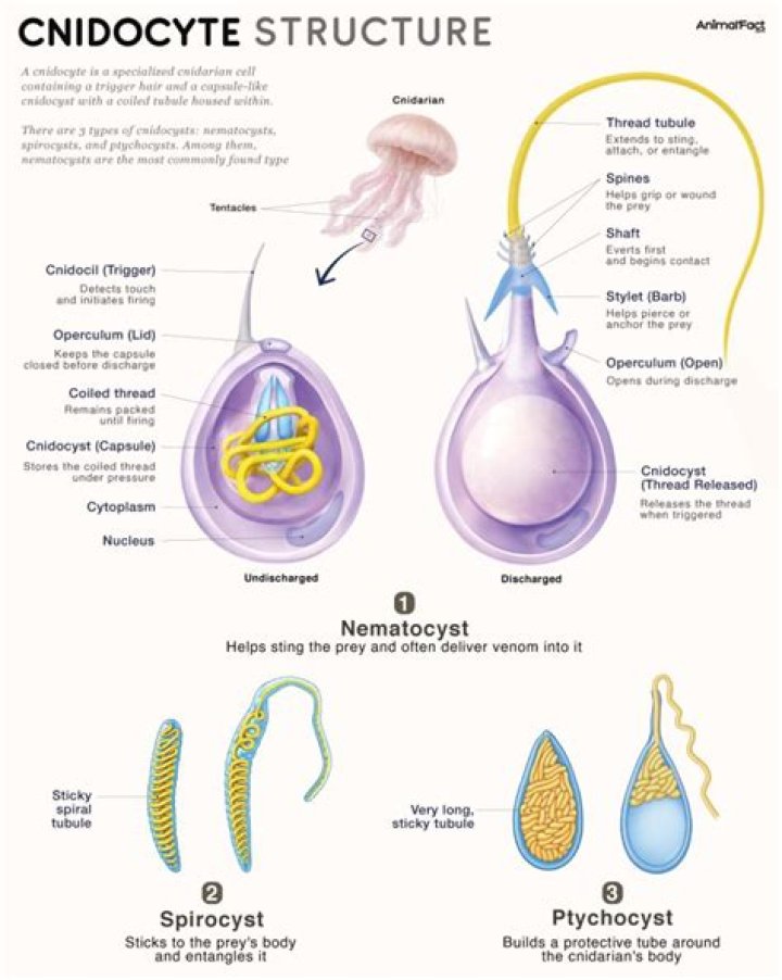 Where are cnidocytes found?