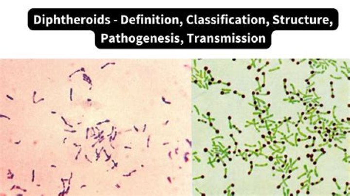 Where are diphtheroids found?