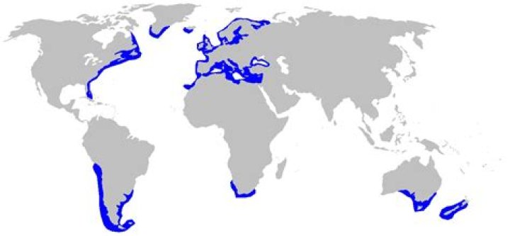 Where are dogfish found?