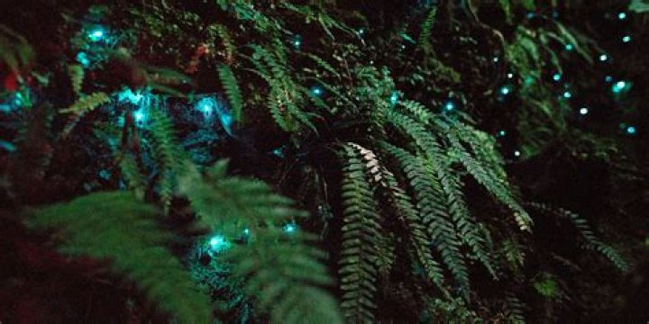 Where are glow worms found?