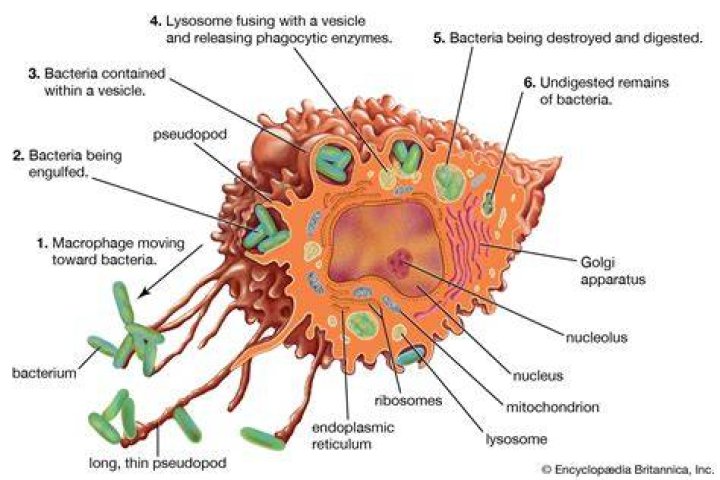 Where are macrophages found?