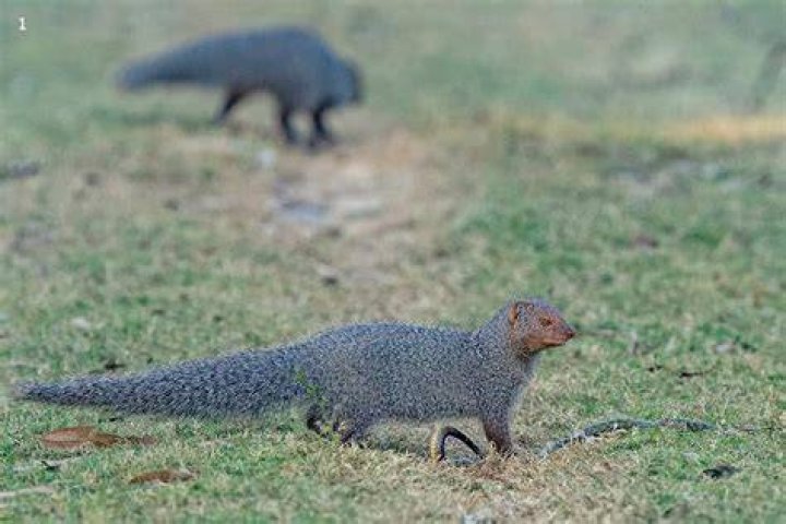 Where are mongoose found?