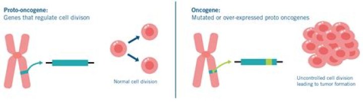 Where are oncogenes found?