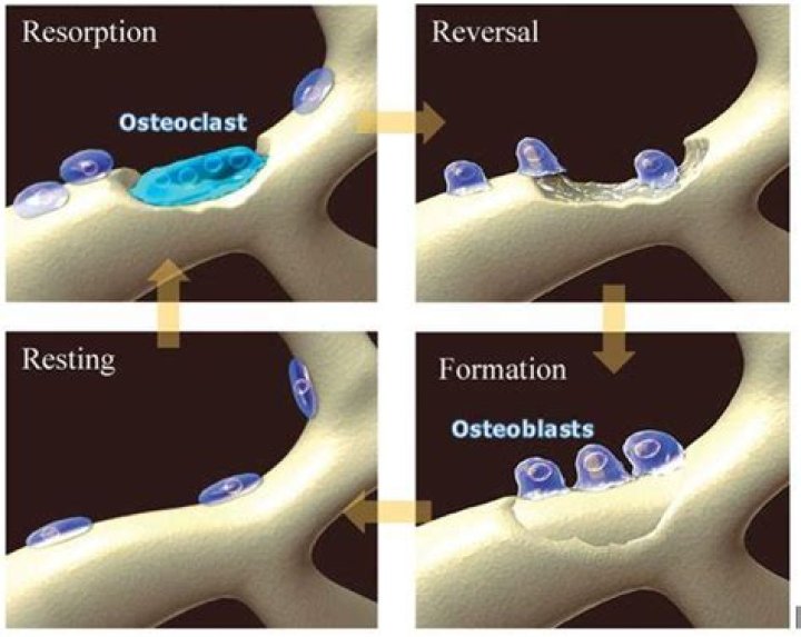 Where are osteoblasts and osteoclasts found?