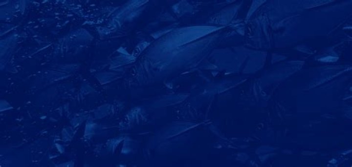Where are porkfish found?
