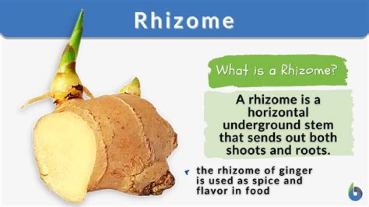 Where are rhizomes found?