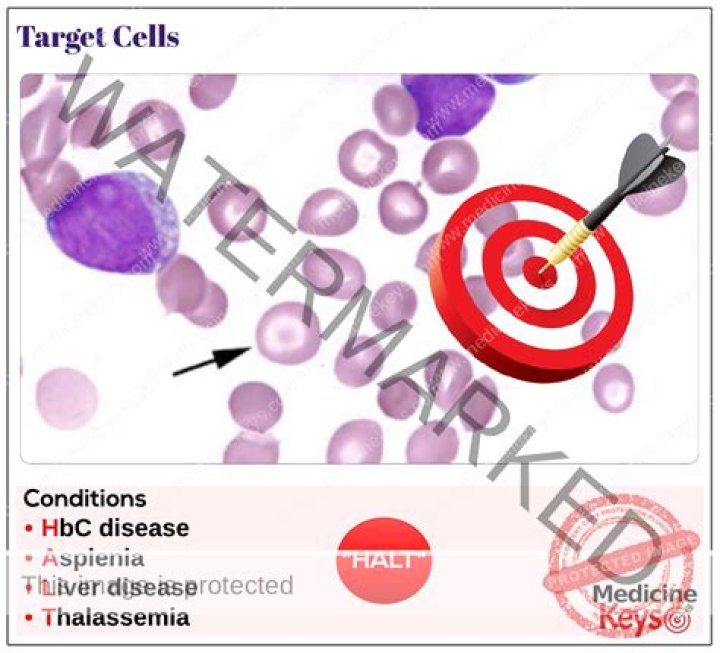 Where are target cells found?