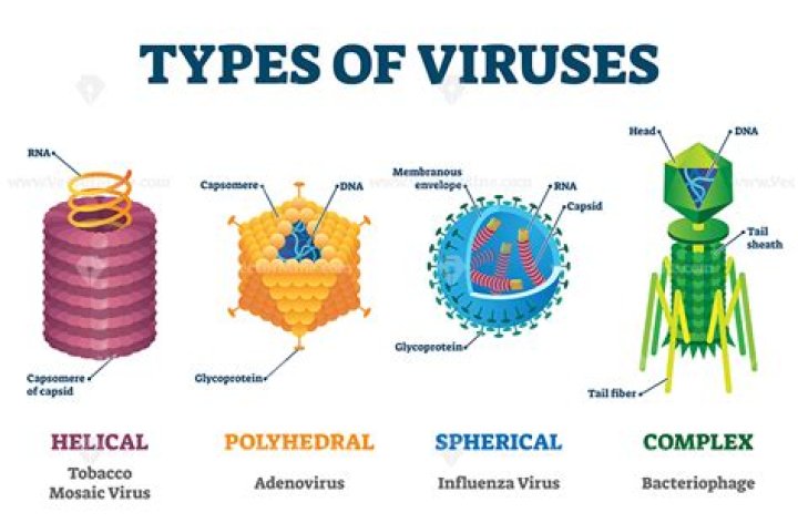 Where are viruses encased?