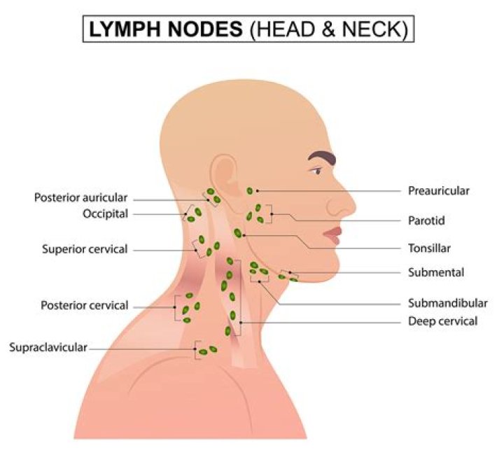 Where are your lymph nodes located?