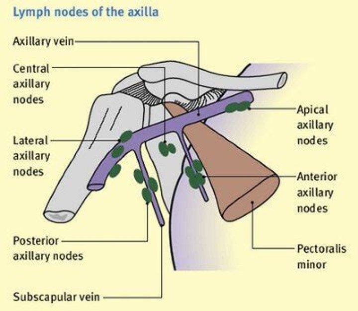 Where axillary lymph nodes?