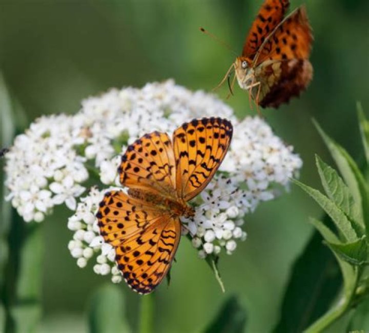 Where butterfly usually flies?