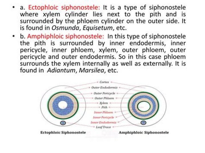Where can siphonostele be found?