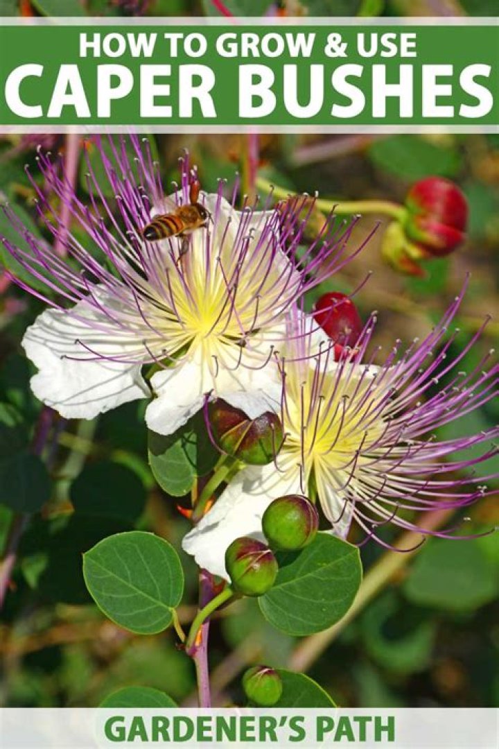 Where capers come from?