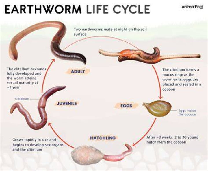 Where did earthworms come from?