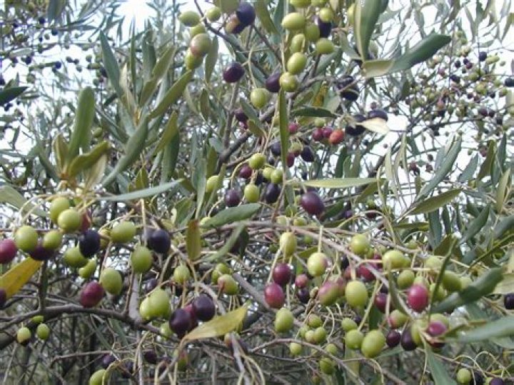 Where did olives originate?