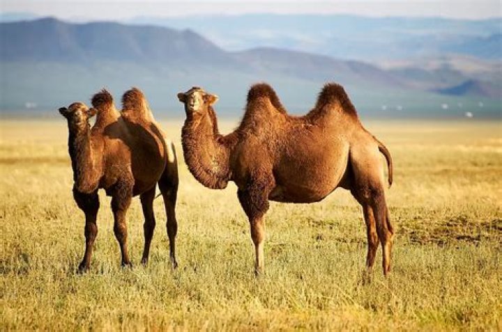 Where do camels live?