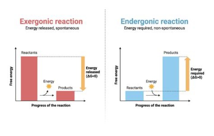 Where do endergonic reactions occur?