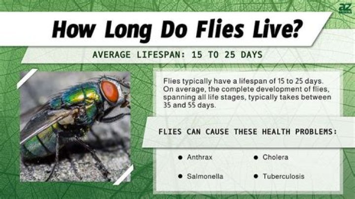 Where do horseflies sleep?